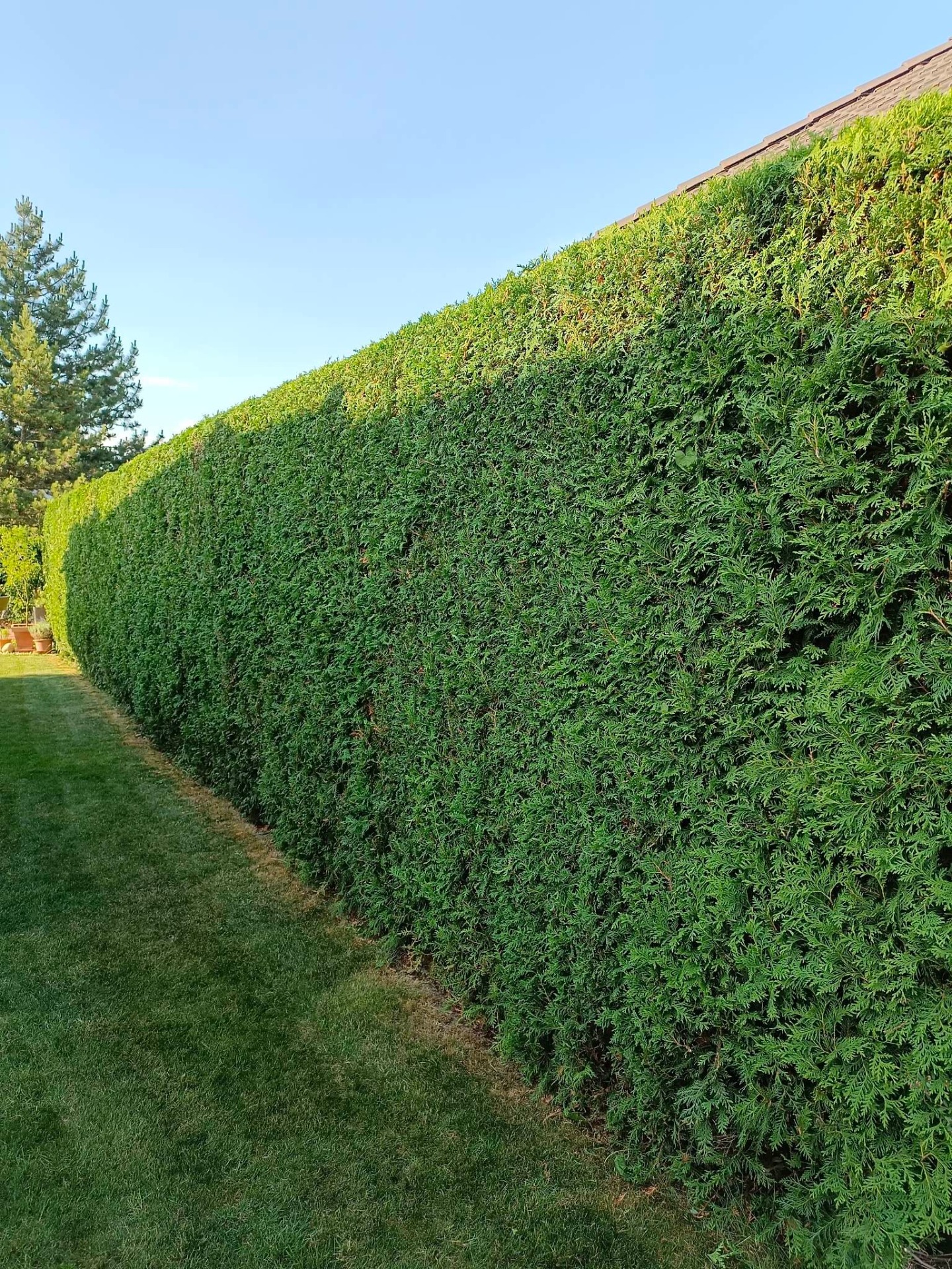 Střih živého plotu