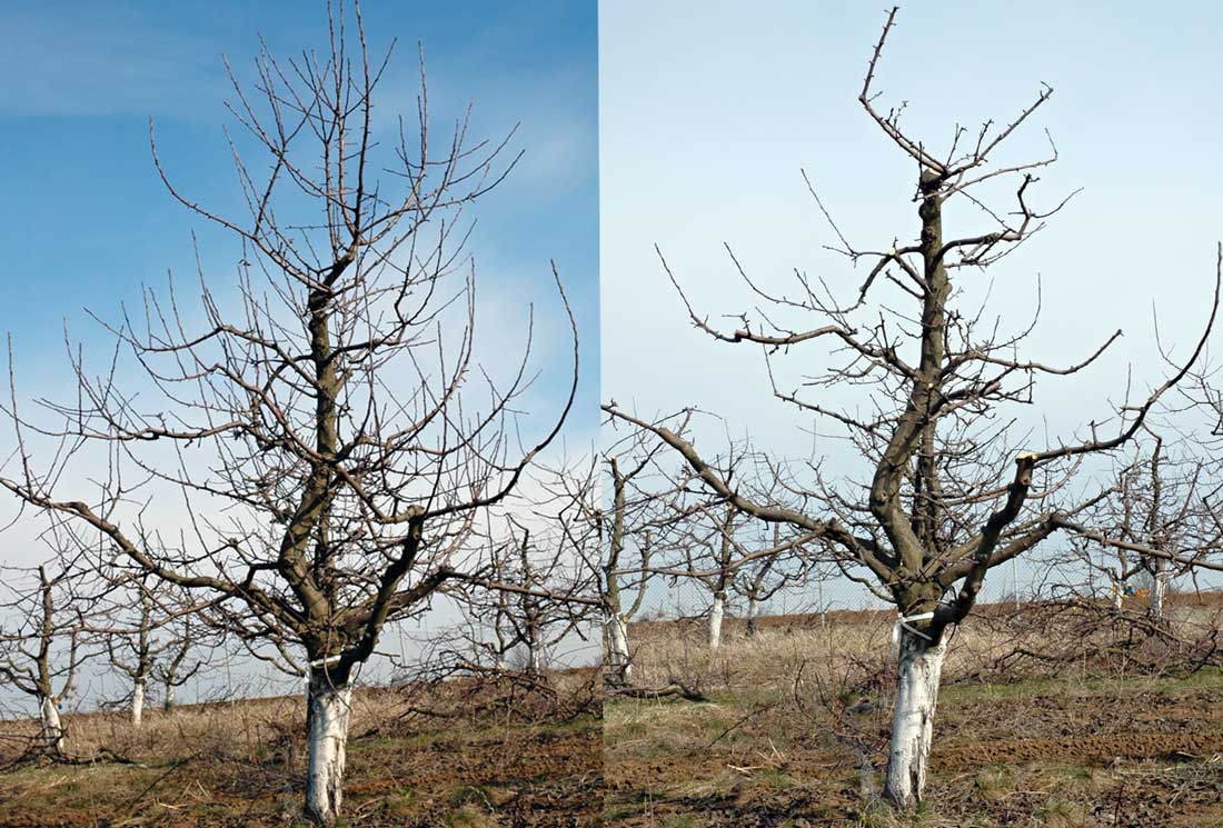 Střih ovocných stromů