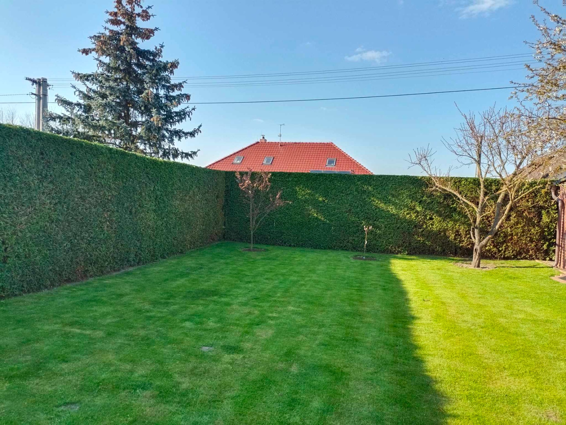 Střih živého plotu