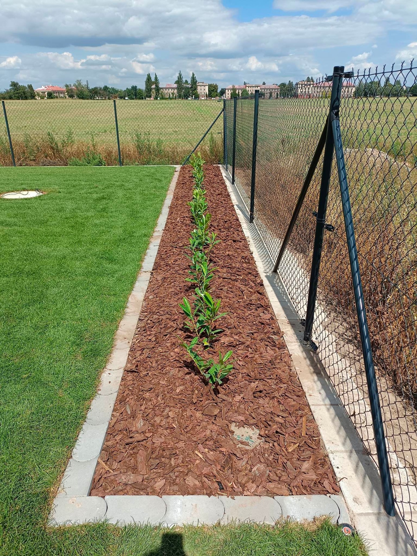 Výsadba živého plotu